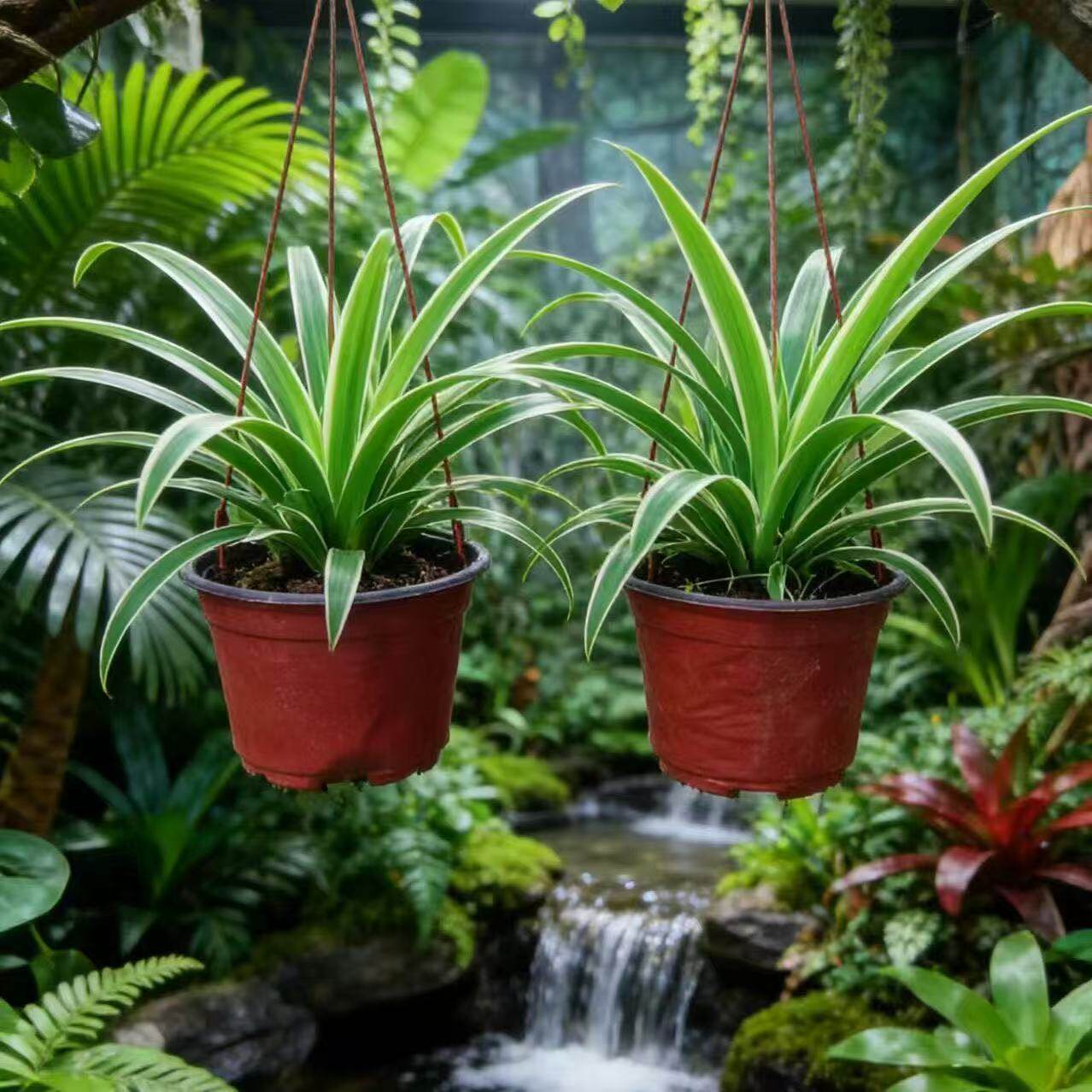 金边吊兰植物室内好养花卉盆栽吸除去桌面小绿植甲醛水养水培垂吊
