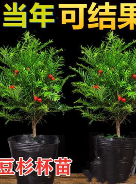 红豆杉树苗大树南方正宗地栽盆栽庭院阳台大型耐寒名贵植物绿化树