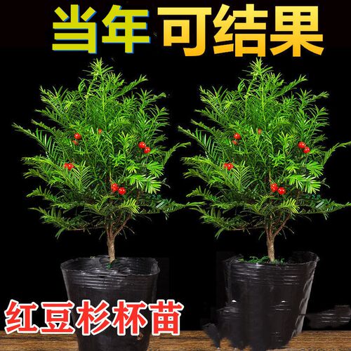 红豆杉树苗大树南方正宗地栽盆栽庭院阳台大型耐寒名贵植物绿化树