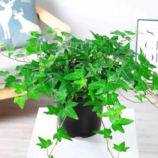 常春藤吊兰垂吊植物室内盆栽壁挂墙绿植长青藤吊篮垂钓悬挂吸甲醛