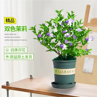 双色茉莉花盆栽非洲鸳鸯茉莉花苗树浓香四季开花虎头茉莉绿植好养