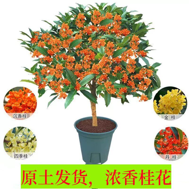 桂花树苗原生大树八月金桂庭院室外阳台植物四季开花室内花卉盆栽
