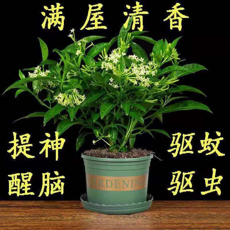 夜来香花苗盆栽阳台庭院夏季驱蚊香草树苗夜来香植物花卉当年开花