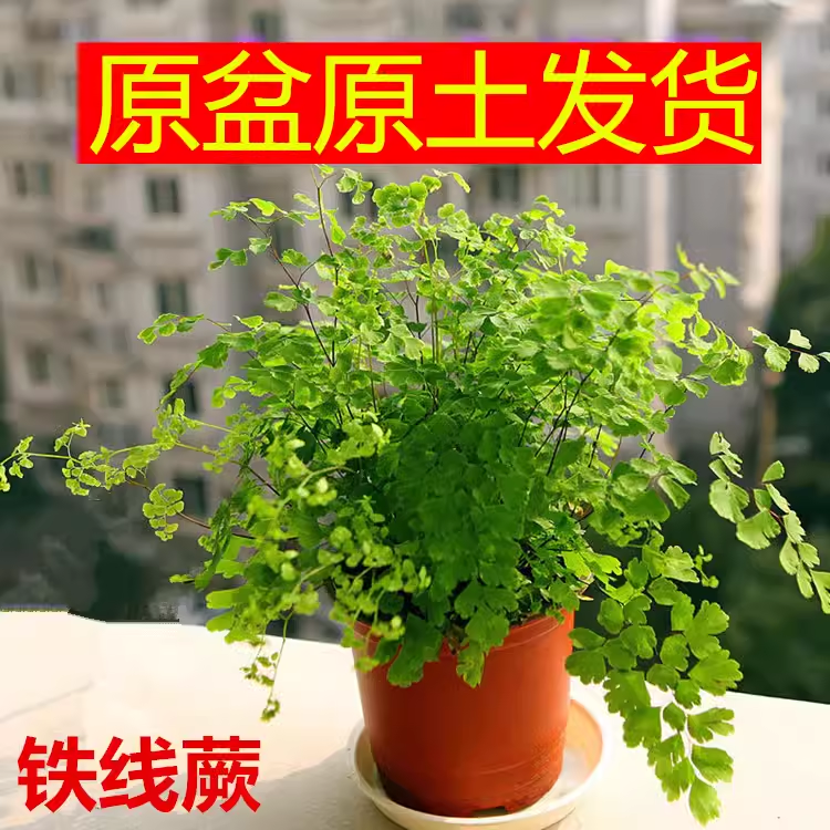蕨类植物新品铁线蕨美观好养清新装饰绿植净化空气吸甲醛庭院阳台