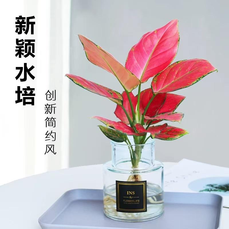 吉利红盆栽如意皇后绿植