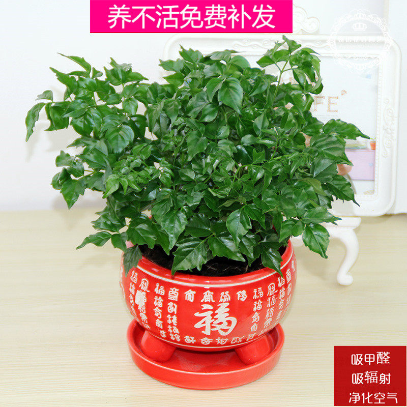 幸福树吸甲醛绿植室内盆栽花卉办公室桌面小盆栽客厅四季观叶植物