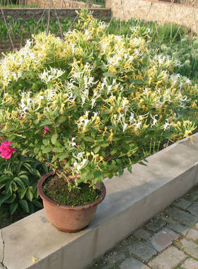 盆栽花卉客厅鲜花园艺金银花可以