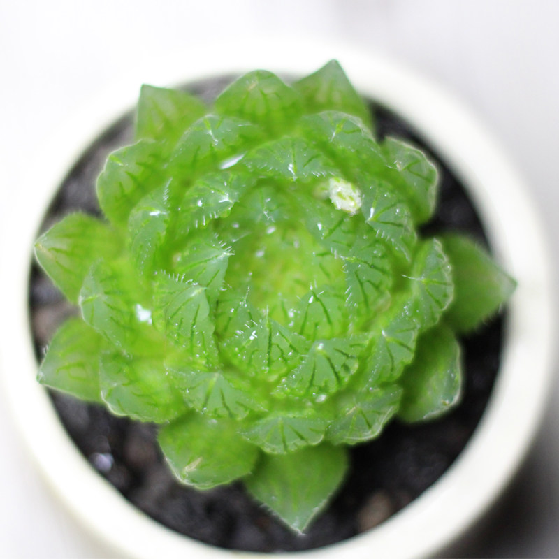 植物喜阴多肉组合盆栽