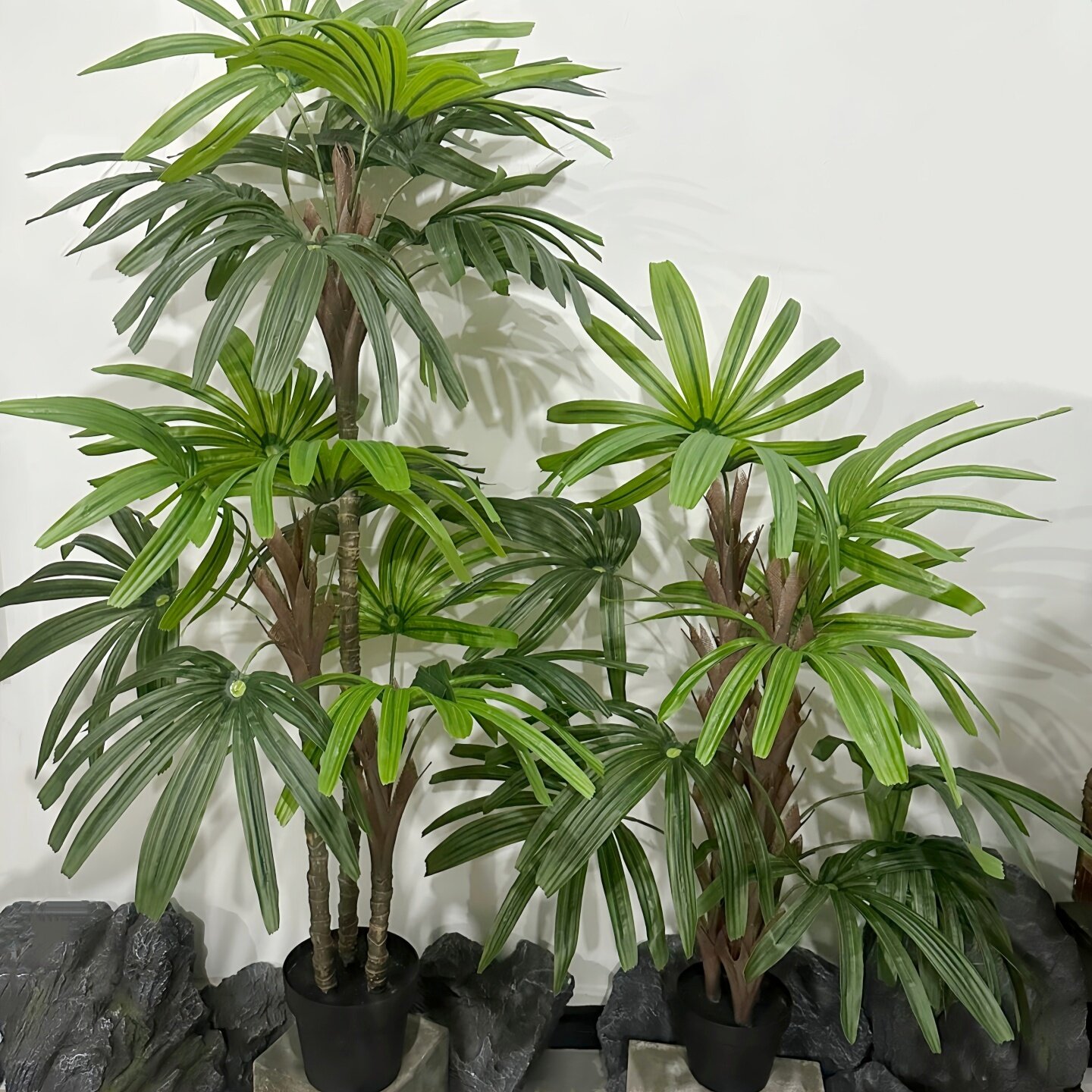 含羞草大叶片五指葵盆栽绿植装饰
