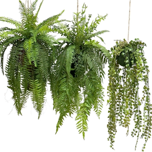 森系蕨类垂吊植物仿真霸王蕨波斯蕨餐厅装饰景观悬挂造景吊顶绿植