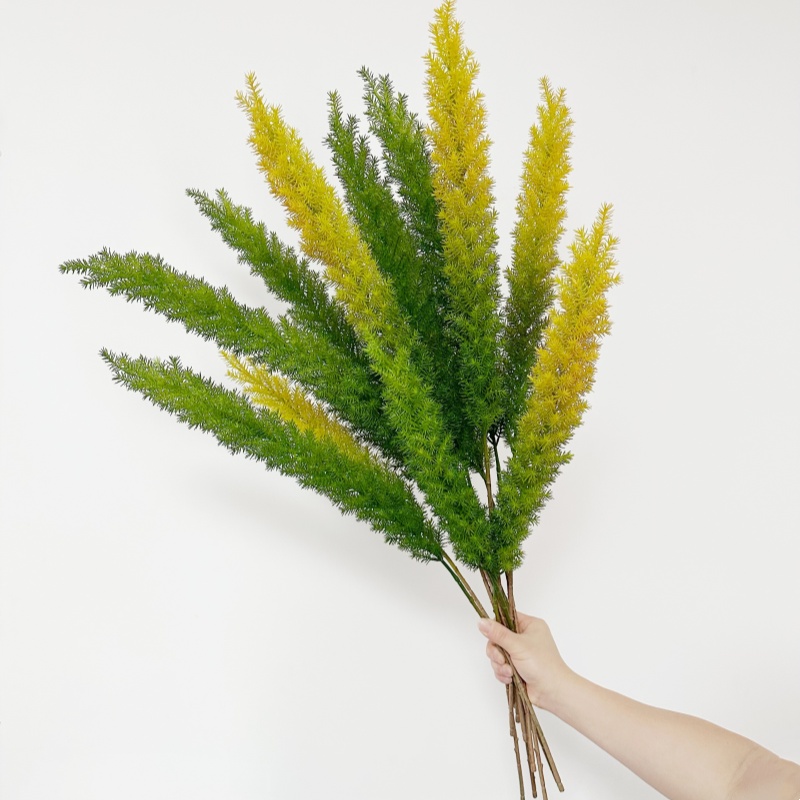 狐尾天门冬景观设计插花植物