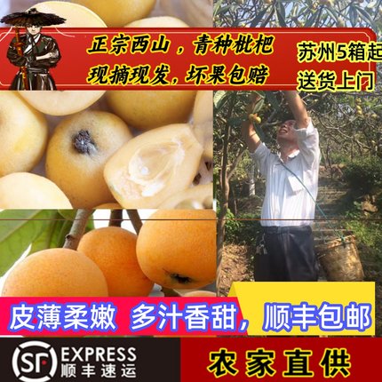 苏州西山青种枇杷现摘现发新鲜琵琶孕妇水果青种枇杷东山白玉琵琶