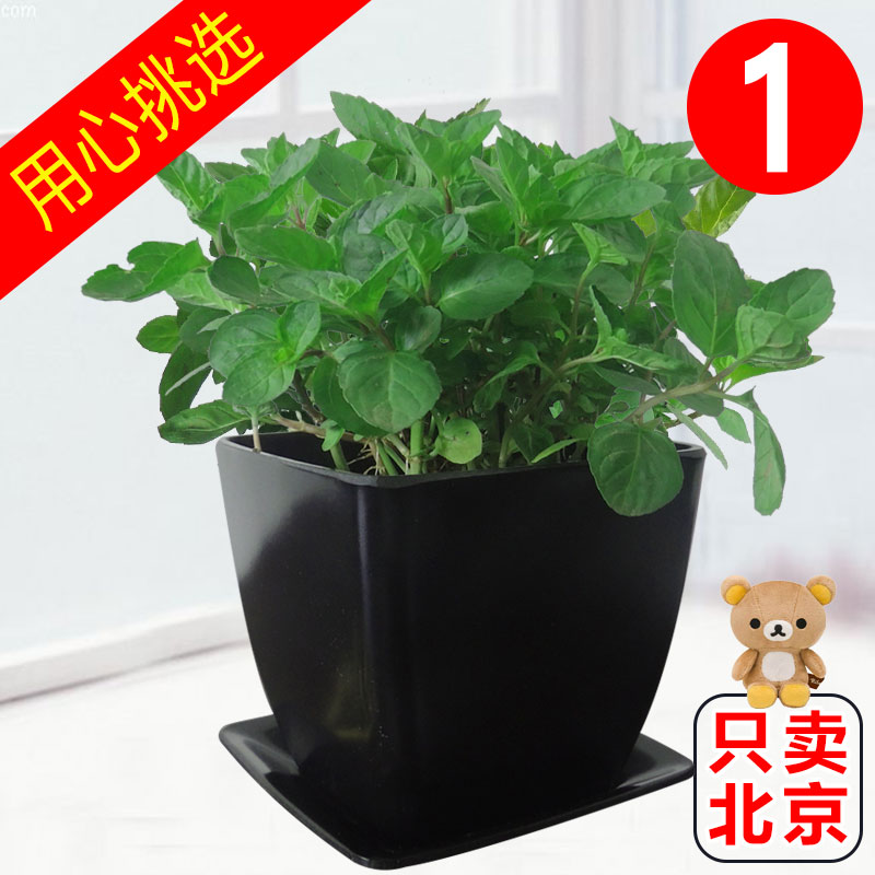薄荷盆栽植物花清香提神可食用杀菌室内净化空气绿植北京送货到家在类目 鲜花速递/花卉仿真/绿植园艺, 花卉/绿植盆栽（新）, 绿植中 - 来自Buy2taobao.com提供专业的淘宝代购服务