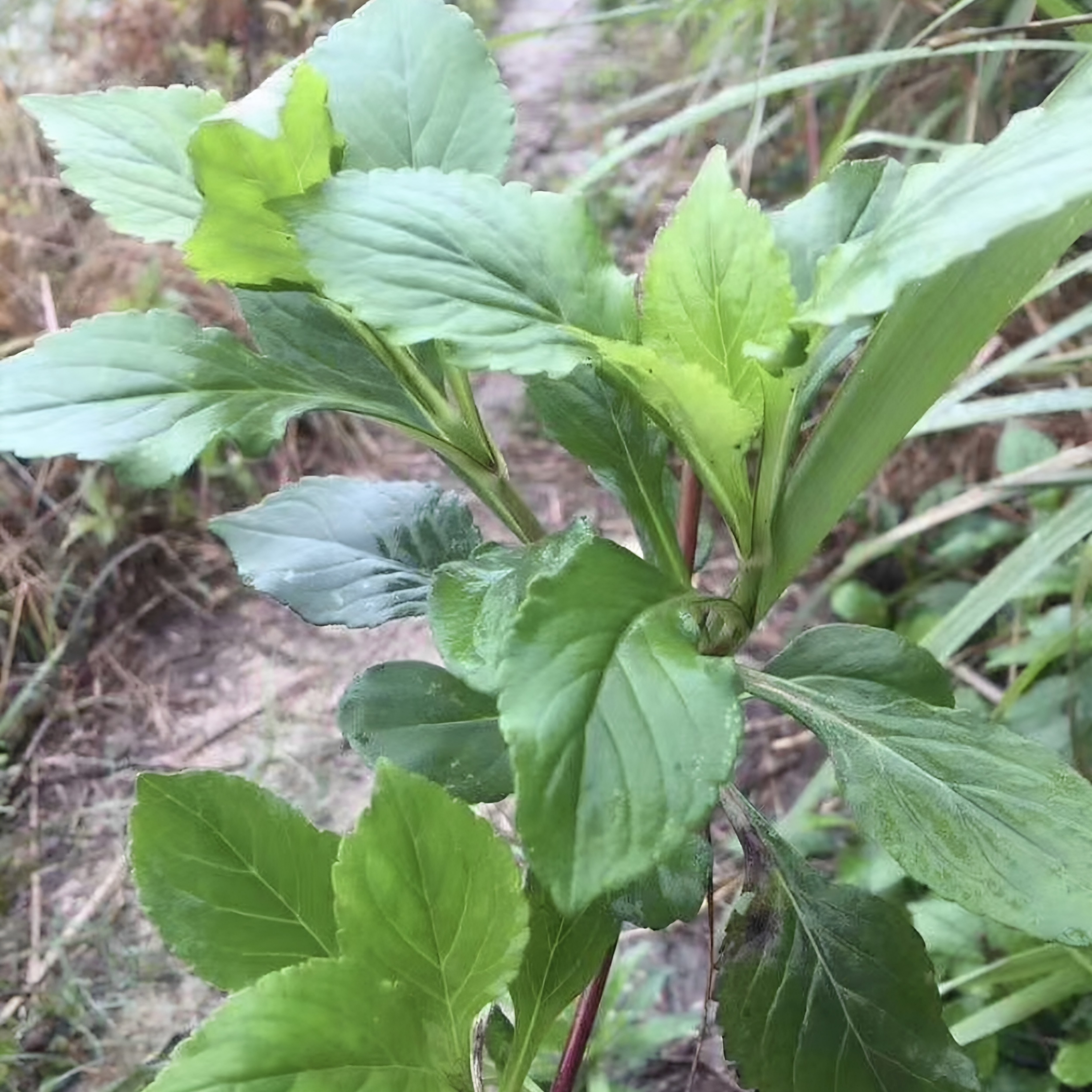 福建闽南山野农村野菜 新鲜苦菜 苦菜干炖汤天然非种植纯鲜品包邮