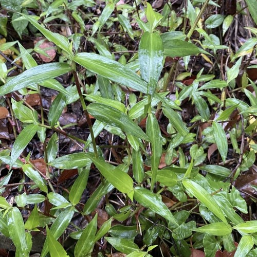 福建闽南野生竹节菜 竹节草 节节草 鸭跖草天然非种植纯鲜品包邮