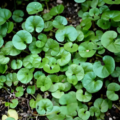 「青草药」山野寻味闽南深山野生马蹄金新鲜现采现发农户直发包邮