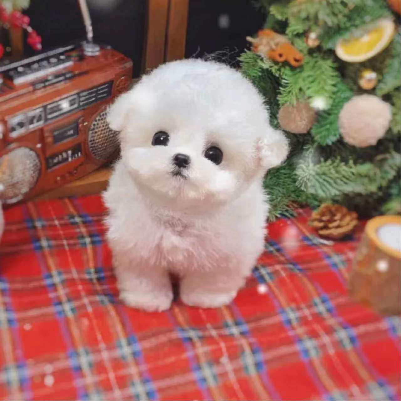 纯种比熊犬幼犬活体真狗韩系小体比熊训练茶杯狗狗白色飞耳比熊犬