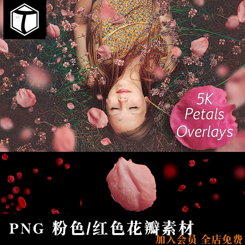 粉色红色花瓣玫瑰樱花飘落的花瓣psd设计素材元素png免扣图片ps
