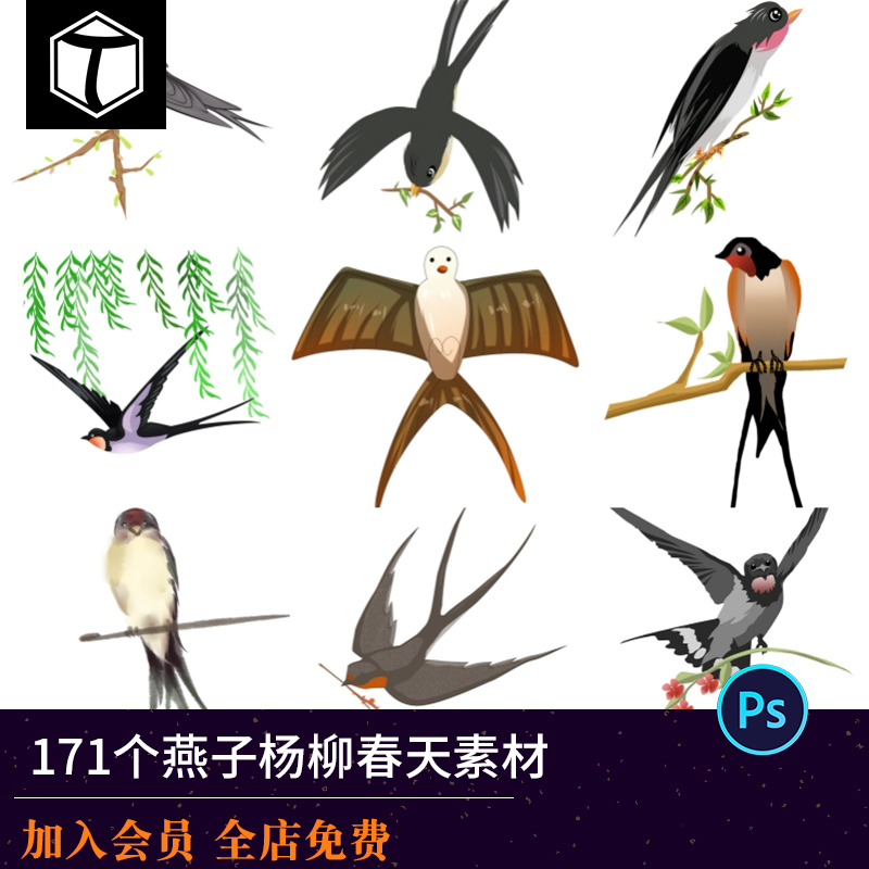 春天燕子杨柳麻雀手绘水彩鸟PSD插画动物鸽子柳条树叶PNG设计素材