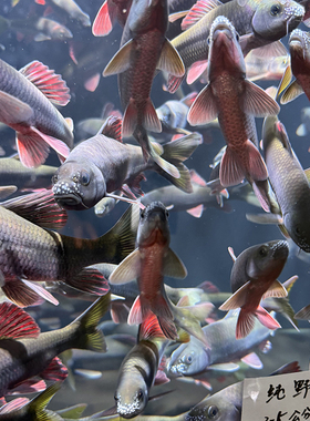 少年郎浙江红腹溪石斑鱼野采原生鱼小型观赏鱼冷水鱼淡水鱼活体鱼