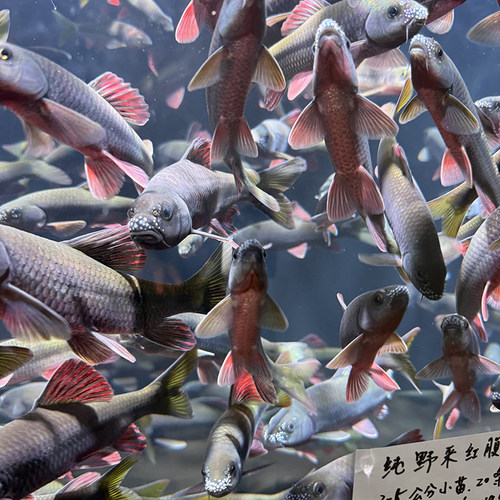 浙江红腹溪石斑鱼野采冷水原生鱼