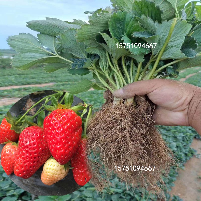 四季草莓苗奶油红颜草莓秧大棚种植甜宝草莓裸根当年结果新苗盆栽