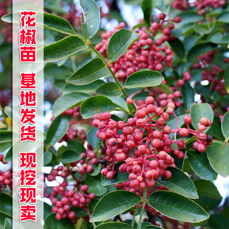 花椒苗四川汉源特麻大红袍金权麻椒嫁接花椒苗四季当年结果