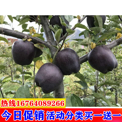 新品种高原黑钻苹果树苗 西藏嫁接黑色苹果树苗当年结果可盆栽