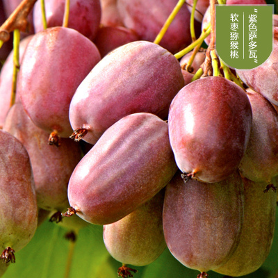 软枣猕猴桃大苗新鲜苗果树苗软枣猕猴桃树苗嫁接四季红心猕猴桃苗