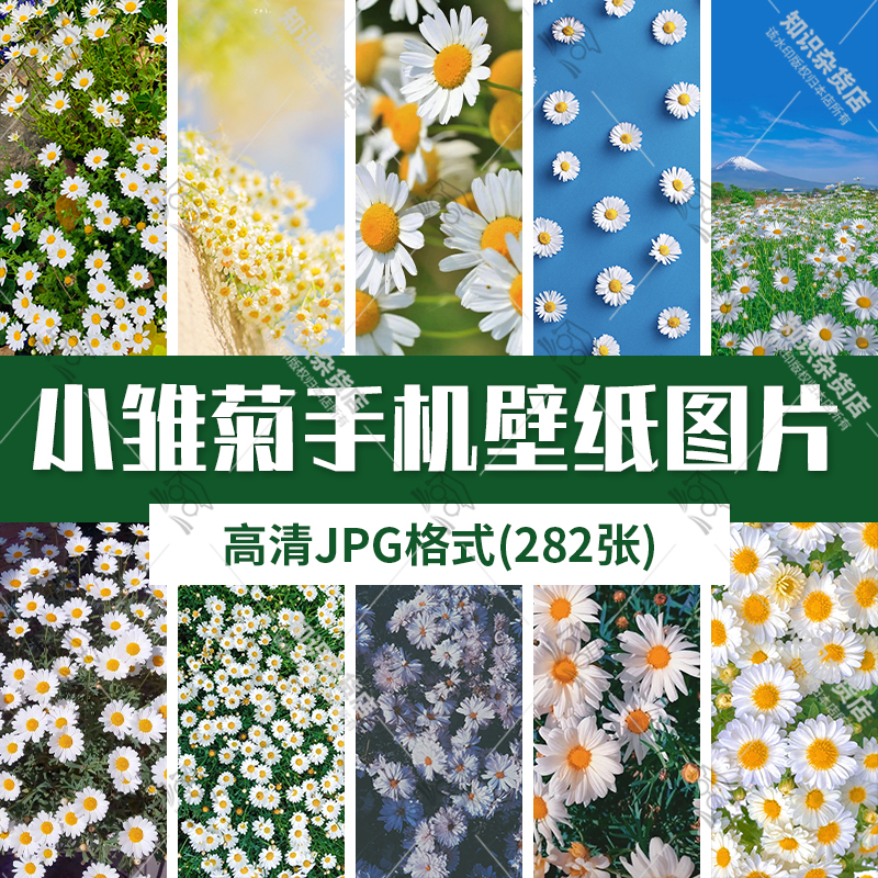高清自然风景JPG图片小雏菊洋甘菊野菊花花海手机壁纸背景素材图