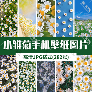 高清自然风景JPG图片小雏菊洋甘菊野菊花花海手机壁纸背景素材图