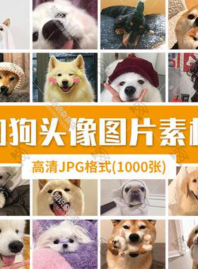 萌宠狗狗头像小动物可爱小狗治愈精选图库图片JPG设计素材合集包