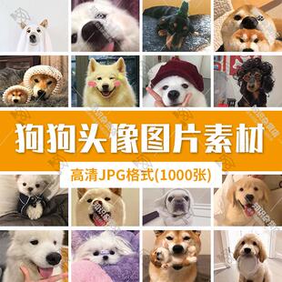 萌宠狗狗头像小动物可爱小狗治愈精选图库图片JPG设计素材合集包