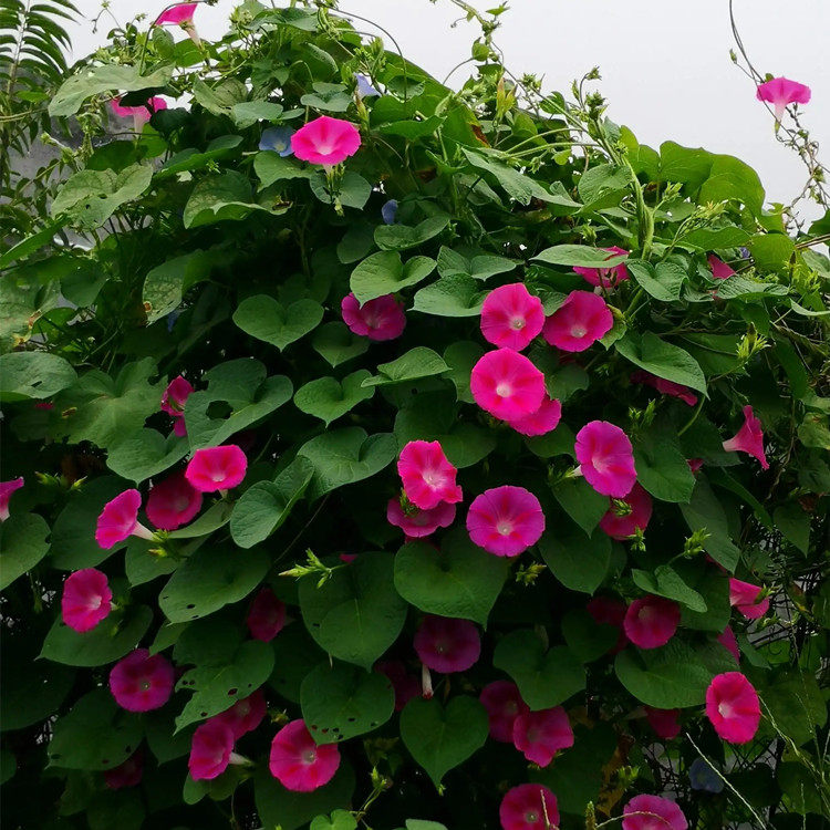 大牵牛花种子矮花籽种业多年生围墙夏季爬藤植物庭院篱笆遮阳花卉