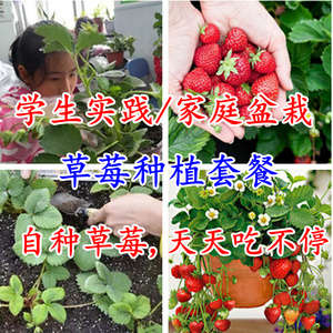 红草莓种子种植家庭阳台盆栽学校学生实践课套餐食用易种水果种籽