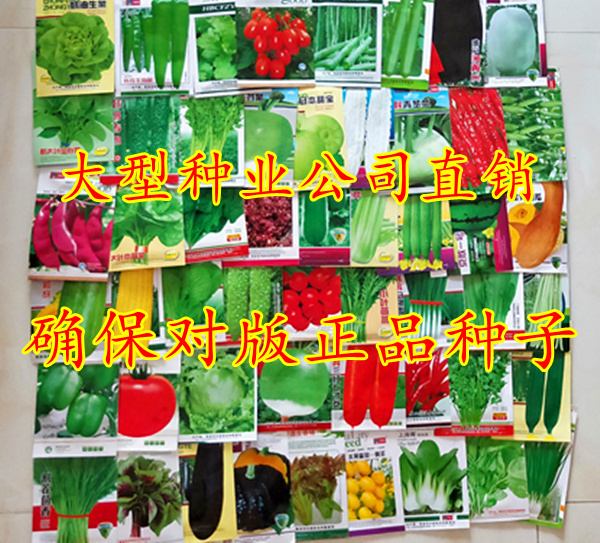 蔬菜种子四季播阳台农家田园易种种菜庭院青菜套餐盆栽黄瓜籽包邮