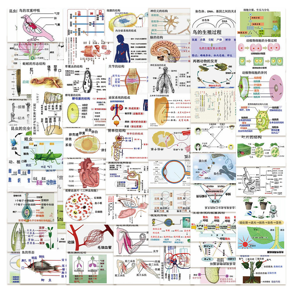128张生物知识点贴纸ins风初中生创意学习生物图文知识点总结贴画图片