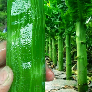 高产三青莴笋种子种苗春秋冬季 南方青笋蔬菜种孑 耐寒香莴笋籽四季