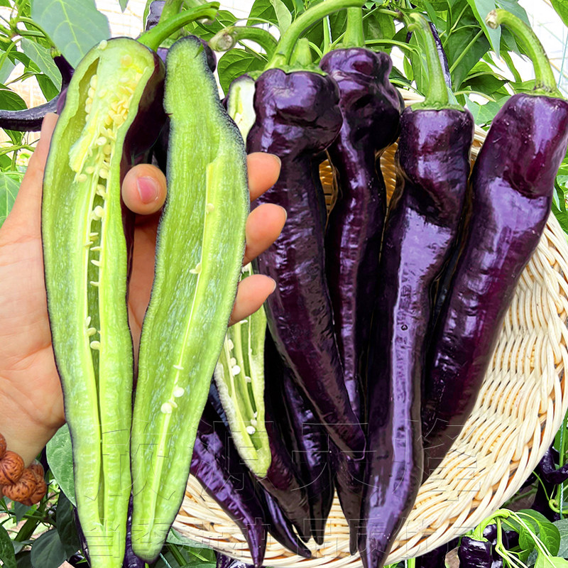 紫尖椒种子春秋季冬季羊角椒种籽阳台庭院四季播靓紫辣椒蔬菜种孑