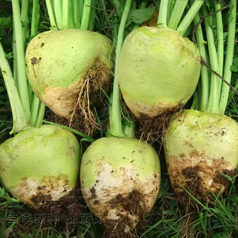 光头芥菜种籽特大辣疙瘩蔬菜种孑