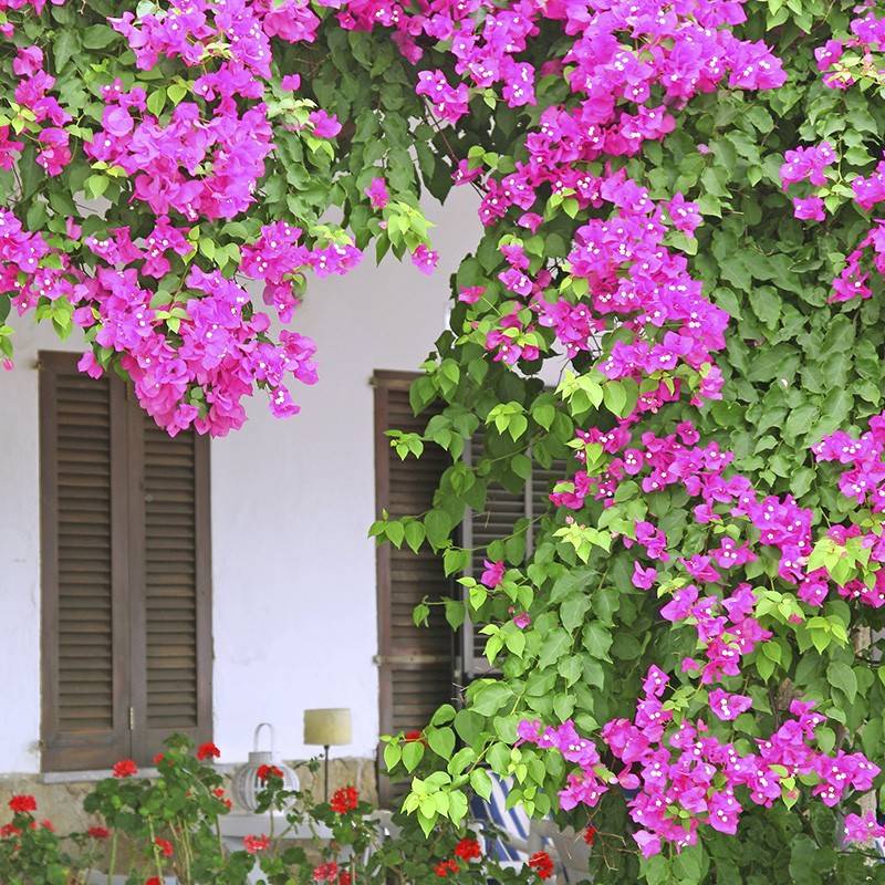 天狼花三梅喜 光好庭院藤养室外花多年角 生园爬盆木无品牌/卉本