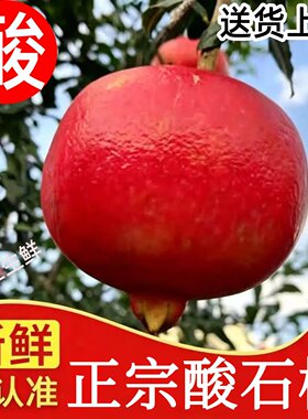 黑钻酸石榴，产地直发