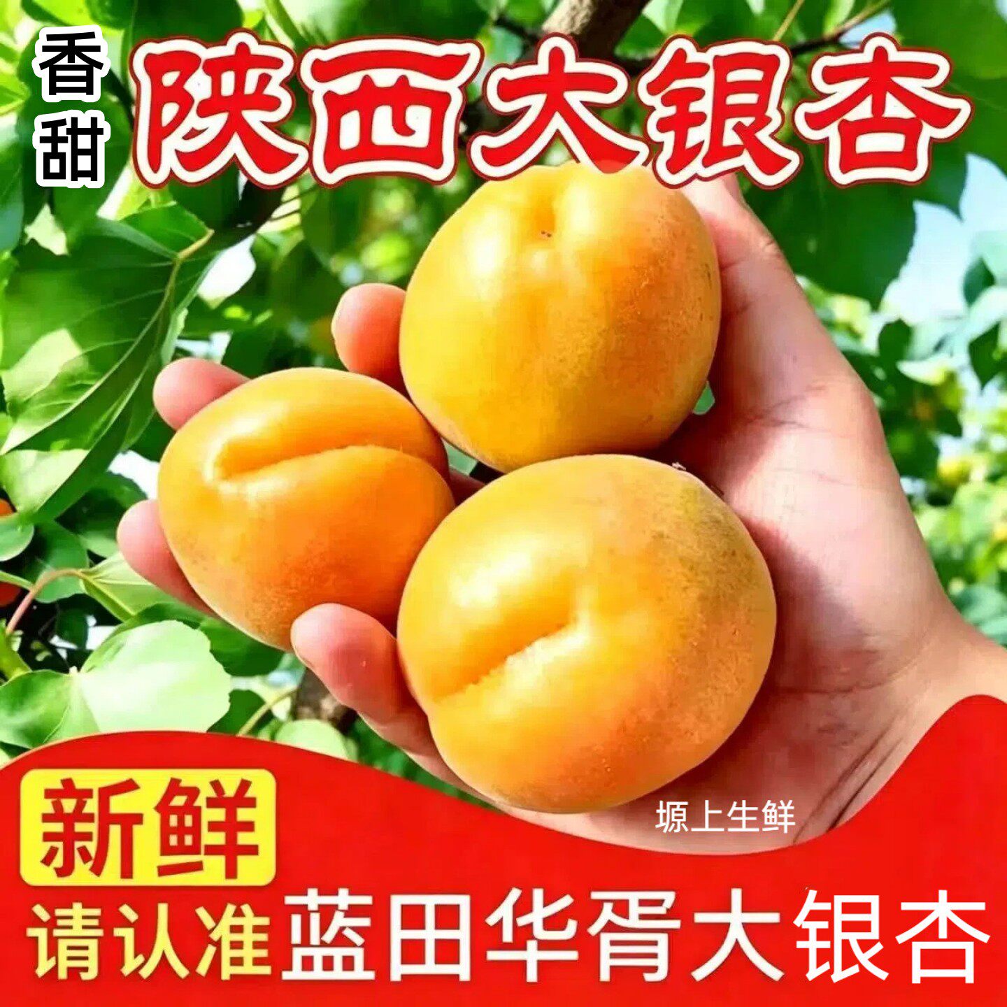 陕西大银杏蓝田华胥大银杏大黄杏甜应季孕妇新鲜水杏子果非金太阳