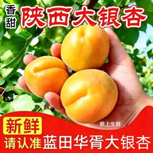 陕西大银杏蓝田华胥大银杏大黄杏甜应季孕妇新鲜水杏子果非金太阳