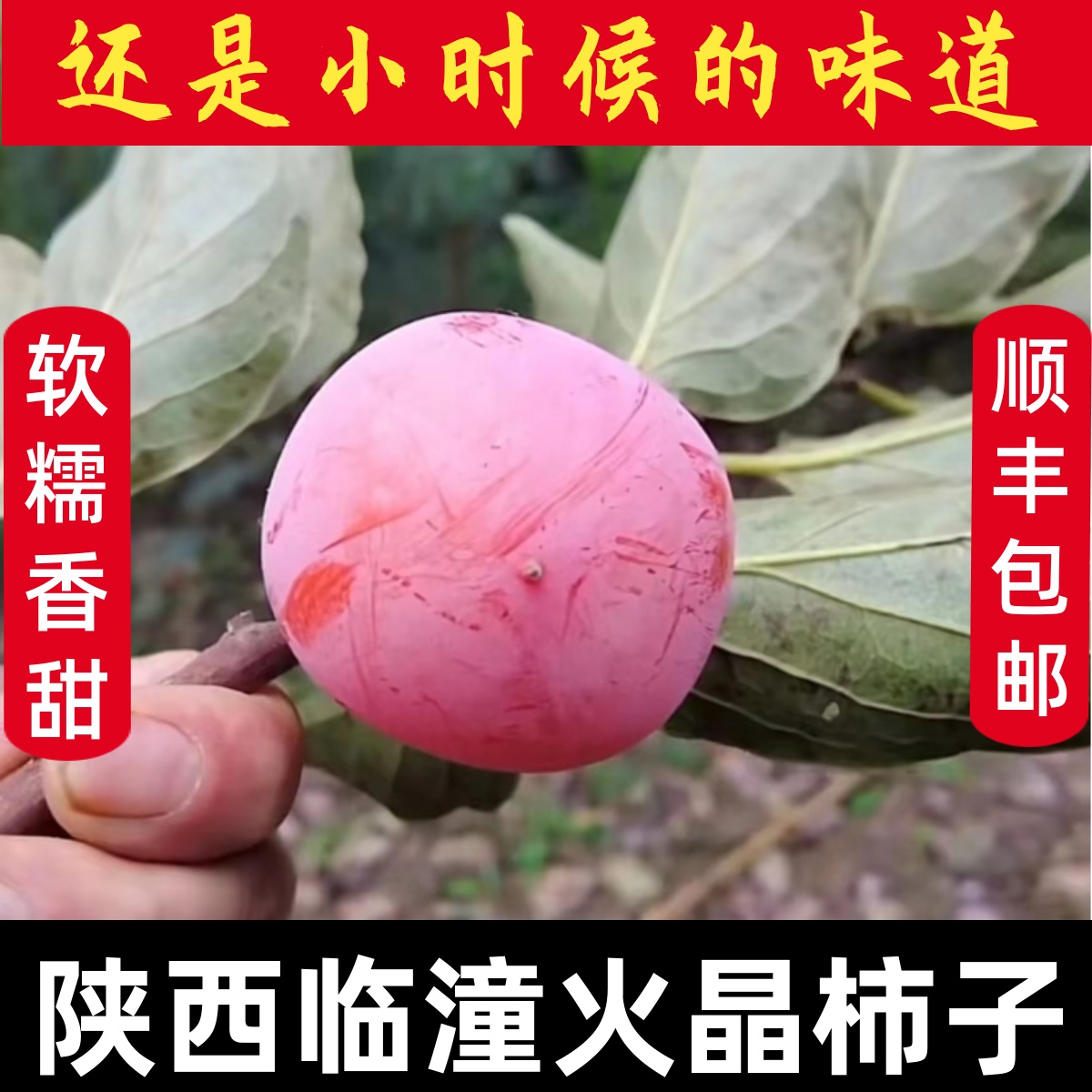 正宗陕西临潼火晶柿子