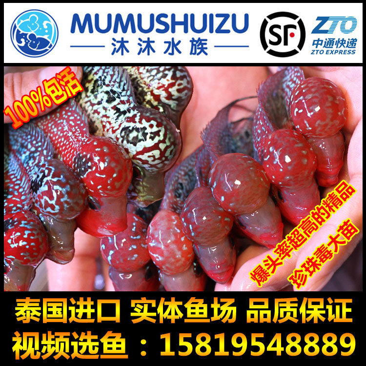 泰国精品罗汉鱼爆头水头鸿运当头蛇纹重金属珍珠马骝超精品亚成