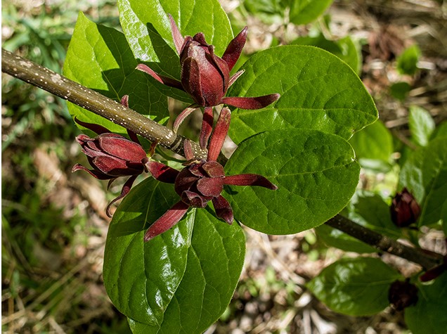 美国夏腊梅-红色 calycanthusfloridus