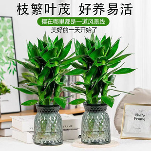 富贵竹观音竹水培植物带根水竹绿植家居室内盆栽带根弯竹易养活