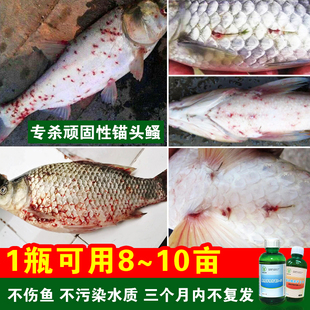 锚头鳋杀手蜂房芽孢杆菌专杀猫头蚤中华鰠鱼塘杀虫养殖鱼用益生菌