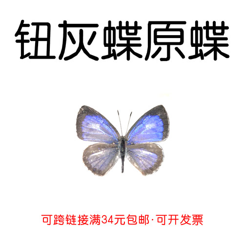 手工DIY钮灰蝶真蝴蝶未展翅原蝶
